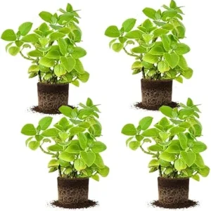 Cuban Oregano Live Plant Set, 4 Plants, 3-5 Inch, Spanish Thyme for Culinary & Ornamental Use - Image 5