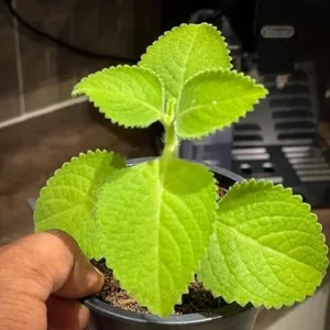 Cuban Oregano Live Plants - 2 Pack, 3-6 inches, Mexican Mint, Spanish Thyme, Indoor/Outdoor - Image 2