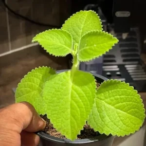 Cuban Oregano Live Plants - 2 Pack, 3-6 inches, Mexican Mint, Spanish Thyme, Indoor/Outdoor - Image 6