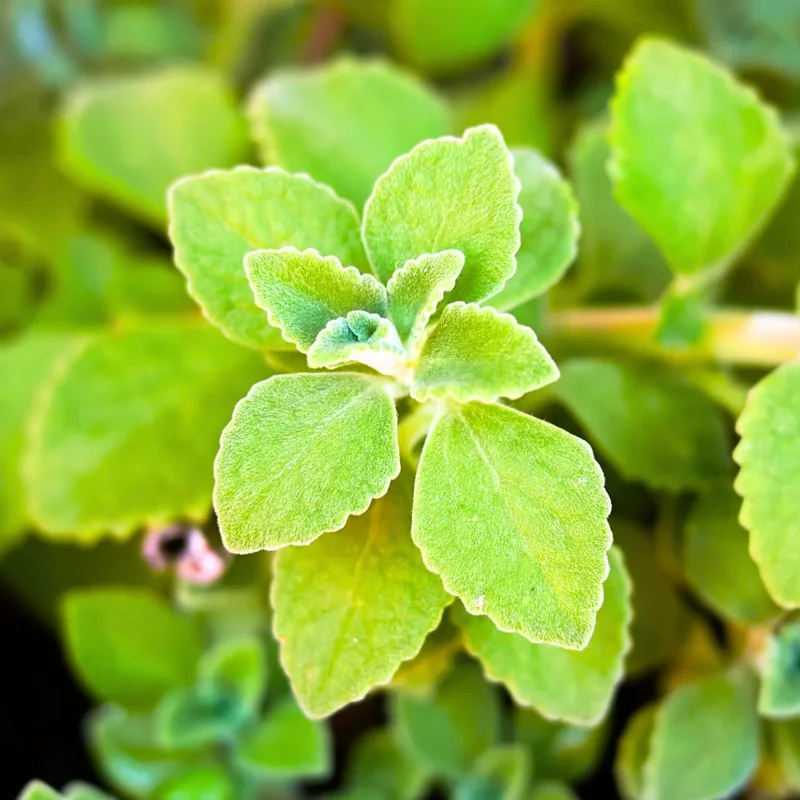 Cuban Oregano Live Plants, Set of 2, 4-6 Inches Tall, Culinary Herb, Indoor/Outdoor - Image 3