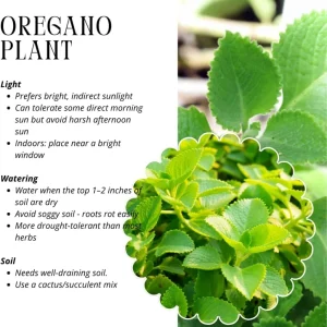 Cuban Oregano Live Plants, Set of 2, 4-6 Inches Tall, Culinary Herb, Indoor/Outdoor - Image 4