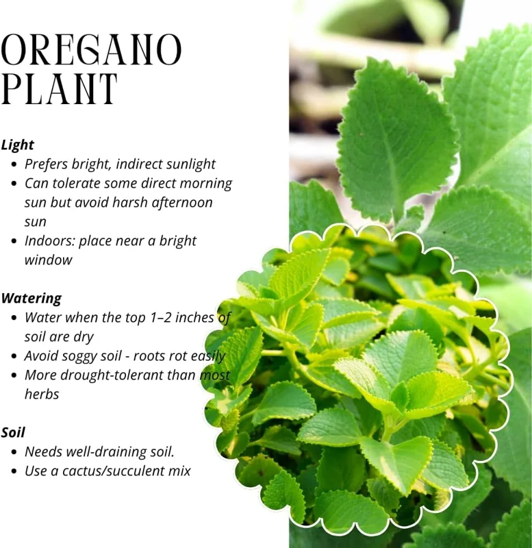 Cuban Oregano Live Plants, Set of 2, 4-6 Inches Tall, Culinary Herb, Indoor/Outdoor - Image 4