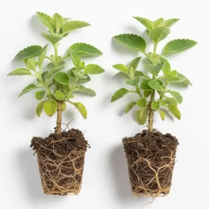 Cuban Oregano Live Plants, Set of 2, 4-6 Inches Tall, Culinary Herb, Indoor/Outdoor - Image 7