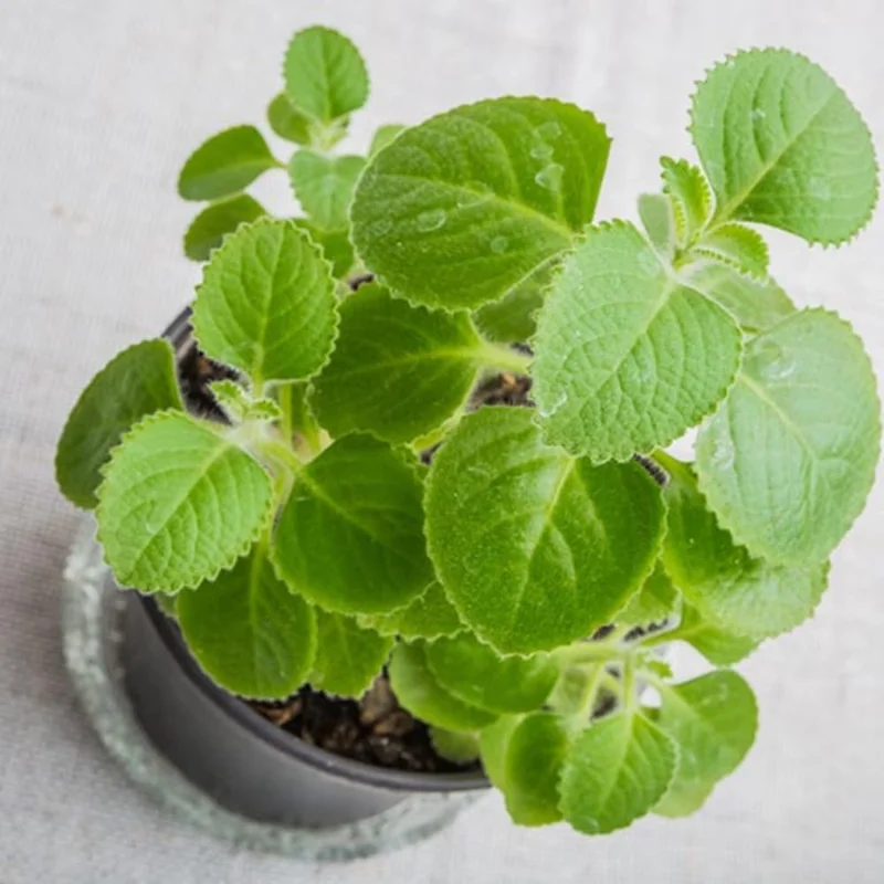 Cuban Oregano Live Plants, Set of 2, 4-6 Inches Tall, Culinary Herb, Indoor/Outdoor - Image 9