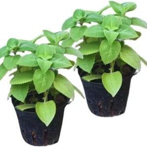 Cuban Oregano Live Plants - Set of 2, 5-7 Inches Tall, Mexican Mint - Image 2