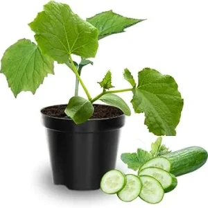 Cucumber Live Plants - 2 Pack, 3-5 Inches Tall, 4-Inch Pot, Outdoor Starter - Image 7