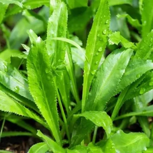 Culantro Live Herb Plant, 5 Inch Tall in 4 Inch Pot, Long-Leaf Culinary Herb for Indoor & Outdoor - Image 5