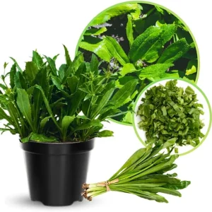 Culantro Live Plant, 5-7 Inches Tall, Tropical Herb in 4 Inch Pot - Image 4