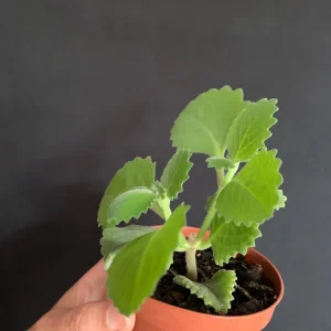 Culantro Live Plant - Cuban Cilantro 4 inch Pot - Eryngium foetidum - Fragrant Edible Herb - Image 4