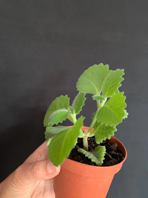 Culantro Live Plant - Cuban Cilantro 4 inch Pot - Eryngium foetidum - Fragrant Edible Herb - Image 4