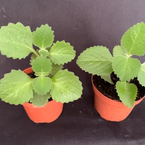 Culantro Live Plant - Cuban Cilantro 4 inch Pot - Eryngium foetidum - Fragrant Edible Herb - Image 1