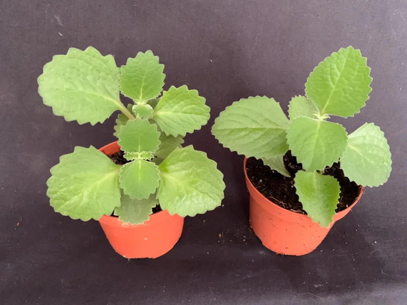 Culantro Live Plant - Cuban Cilantro 4 inch Pot - Eryngium foetidum - Fragrant Edible Herb - Image 1