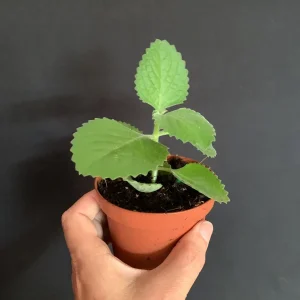 Culantro Live Plant - Cuban Cilantro 4 inch Pot - Eryngium foetidum - Fragrant Edible Herb - Image 5