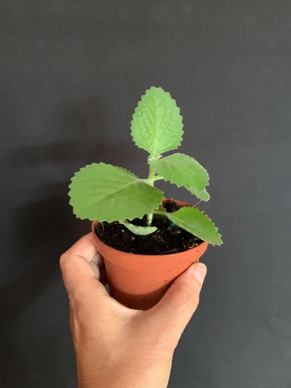 Culantro Live Plant - Cuban Cilantro 4 inch Pot - Eryngium foetidum - Fragrant Edible Herb - Image 5