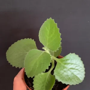 Culantro Live Plant - Cuban Cilantro 4 inch Pot - Eryngium foetidum - Fragrant Edible Herb - Image 6