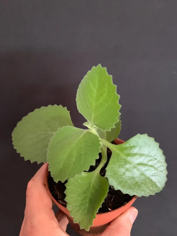 Culantro Live Plant - Cuban Cilantro 4 inch Pot - Eryngium foetidum - Fragrant Edible Herb - Image 6