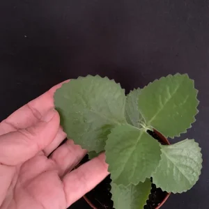 Culantro Live Plant - Cuban Cilantro 4 inch Pot - Eryngium foetidum - Fragrant Edible Herb - Image 7