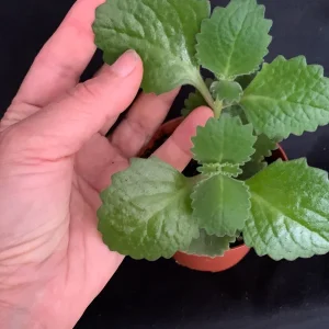 Culantro Live Plant - Cuban Cilantro 4 inch Pot - Eryngium foetidum - Fragrant Edible Herb - Image 8