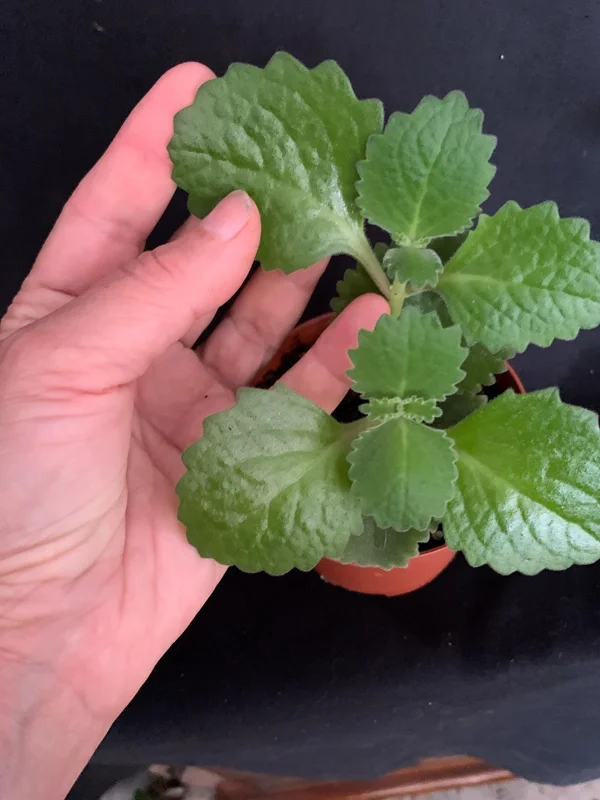 Culantro Live Plant - Cuban Cilantro 4 inch Pot - Eryngium foetidum - Fragrant Edible Herb - Image 8