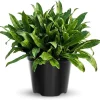 Culantro Live Plant, Vegetable Herb, 4 Inch Pot, 5-7 Inches Tall - Image 1