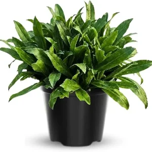 Culantro Live Plant, Vegetable Herb, 4 Inch Pot, 5-7 Inches Tall - Image 1