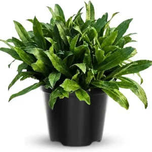 Culantro Live Plant, Vegetable Herb, 4 Inch Pot, 5-7 Inches Tall - Image 7