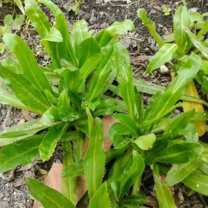 Culantro Seeds for Planting - 5000 Seeds, Eryngium foetidum, Herb Seeds - Image 3