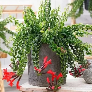 Curly Lipstick Plant Live - 2 Aeschynanthus Plants in 3-inch Pots, Trailing Houseplant - Image 5