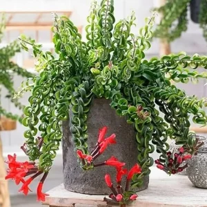 Curly Lipstick Plant Live - 2 Aeschynanthus Plants in 3-inch Pots, Trailing Houseplant - Image 7