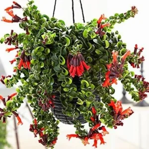 Curly Lipstick Plant Live - Aeschynanthus Houseplant in 3 Inch Pot, Trailing Vine - Image 1