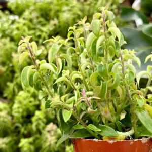 Curly Lipstick Plant Live - Aeschynanthus radicans ‘Curly’ Succulent in 3
