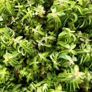 Curly Lipstick Plant Live - Aeschynanthus radicans ‘Curly’ Succulent in 3