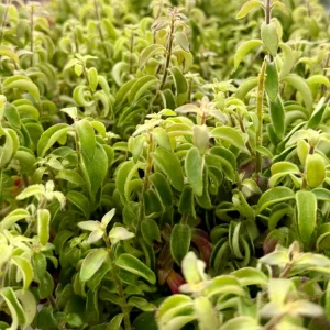 Curly Lipstick Plant Live - Aeschynanthus radicans ‘Curly’ Succulent in 3