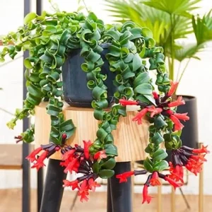 Curly Lipstick Plant Live - Aeschynanthus Red Vine Houseplant in 3 Inch Pot - Image 3