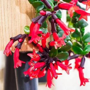 Curly Lipstick Plant Live - Aeschynanthus Twister - 3 Inch Pot - Red Flower Houseplant - Image 3