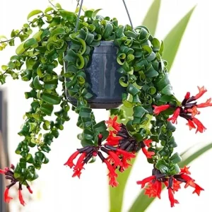 Curly Lipstick Plant Live - Aeschynanthus Twister Vine in 3 Inch Pot, Red Flowers, Easy Care Houseplant - Image 2