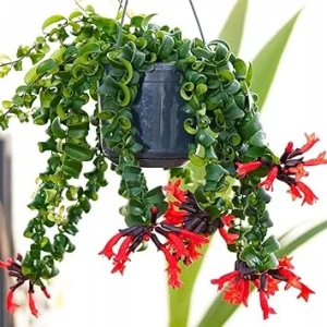 Curly Lipstick Plant Live - Aeschynanthus Twister Vine in 3 Inch Pot, Red Flowers, Easy Care Houseplant - Image 6