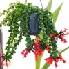 Curly Lipstick Plant Live - Aeschynanthus Twister Vine in 3 Inch Pot, Red Flowers, Easy Care Houseplant - Image 1