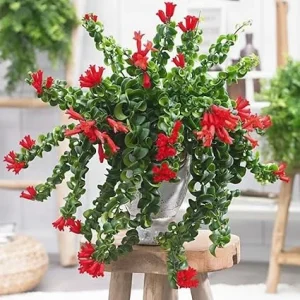 Curly Lipstick Plant Live in 3 Inch Pot - Red Lipstick Vine Houseplant - Image 2