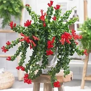 Curly Lipstick Plant Live in 3 Inch Pot - Red Lipstick Vine Houseplant - Image 3