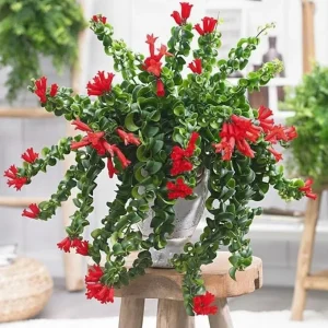 Curly Lipstick Plant Live in 3 Inch Pot - Red Lipstick Vine Houseplant - Image 6