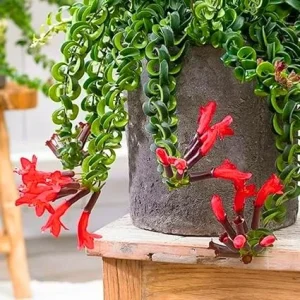 Curly Lipstick Plant – Red Aeschynanthus Live Plant – 3 Inch Pot – Indoor Houseplant - Image 1