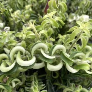 Curly Lipstick Vine Live Plant - Aeschynanthus Radicans Houseplant, 5-6 Inch Tall, Red Flowers, Indoor - Image 2