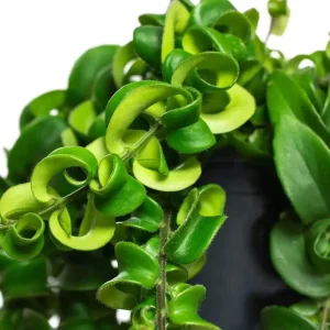 Curly Lipstick Vine Live Plant - Aeschynanthus Radicans Houseplant, 5-6 Inch Tall, Red Flowers, Indoor - Image 3