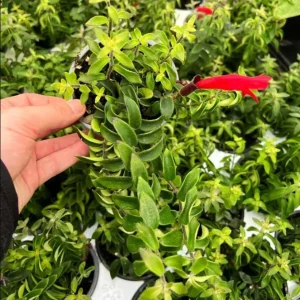 Curly Lipstick Vine Live Plant - Aeschynanthus Radicans Houseplant, 5-6 Inch Tall, Red Flowers, Indoor - Image 5