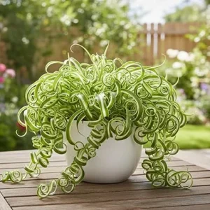 Curly Spider Plant Live - Chlorophytum Comosum - 4-7 inches - 4 inch Pot Indoor Houseplant - Image 2