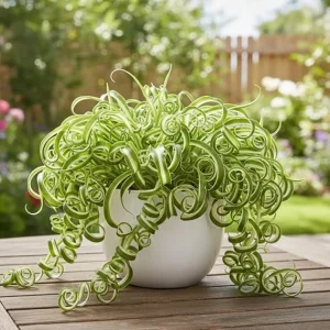 Curly Spider Plant Live - Chlorophytum Comosum - 4-7 inches - 4 inch Pot Indoor Houseplant - Image 6