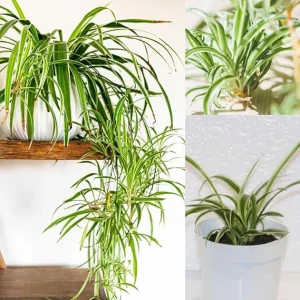 Curly Spider Plant Live Houseplant – 4-7 Inches Tall – Indoor/Outdoor - Image 6