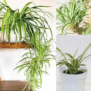 Curly Spider Plant Live Houseplant – 4-7 Inches Tall – Indoor/Outdoor - Image 7