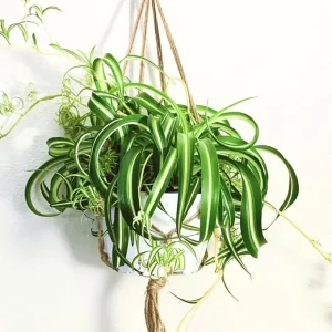 Curly Spider Plant Live Houseplant - 4 Inch Potted - Indoor & Outdoor - Image 6